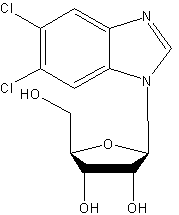 5,6-dichloro-1-β-d-ribofuranosylbenzimidazole